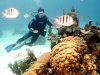 Diving in Varadero beach