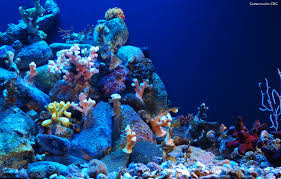 Jardines del Rey will host the International Underwater Photography Contest 